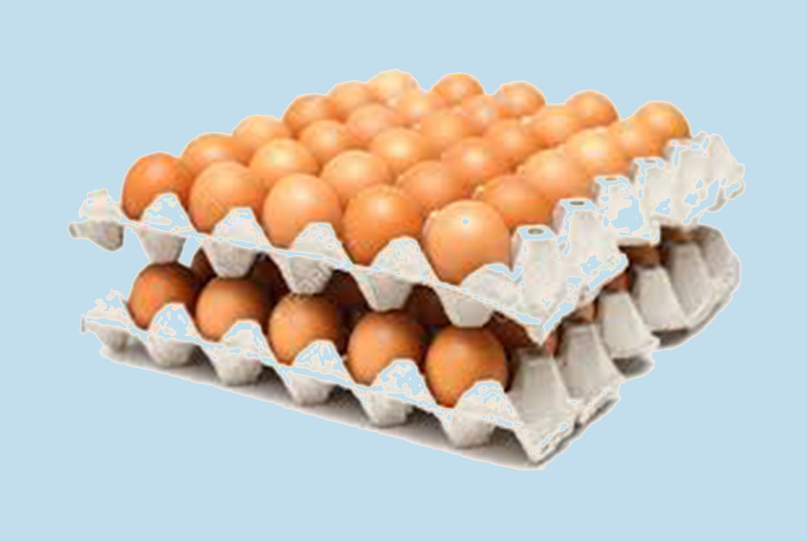 Egg Tray 1x30